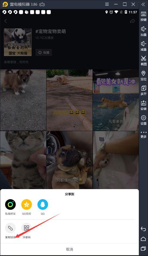 网红熊吃瓜视频原版网站,原版网站背后的故事与魅力  第3张
